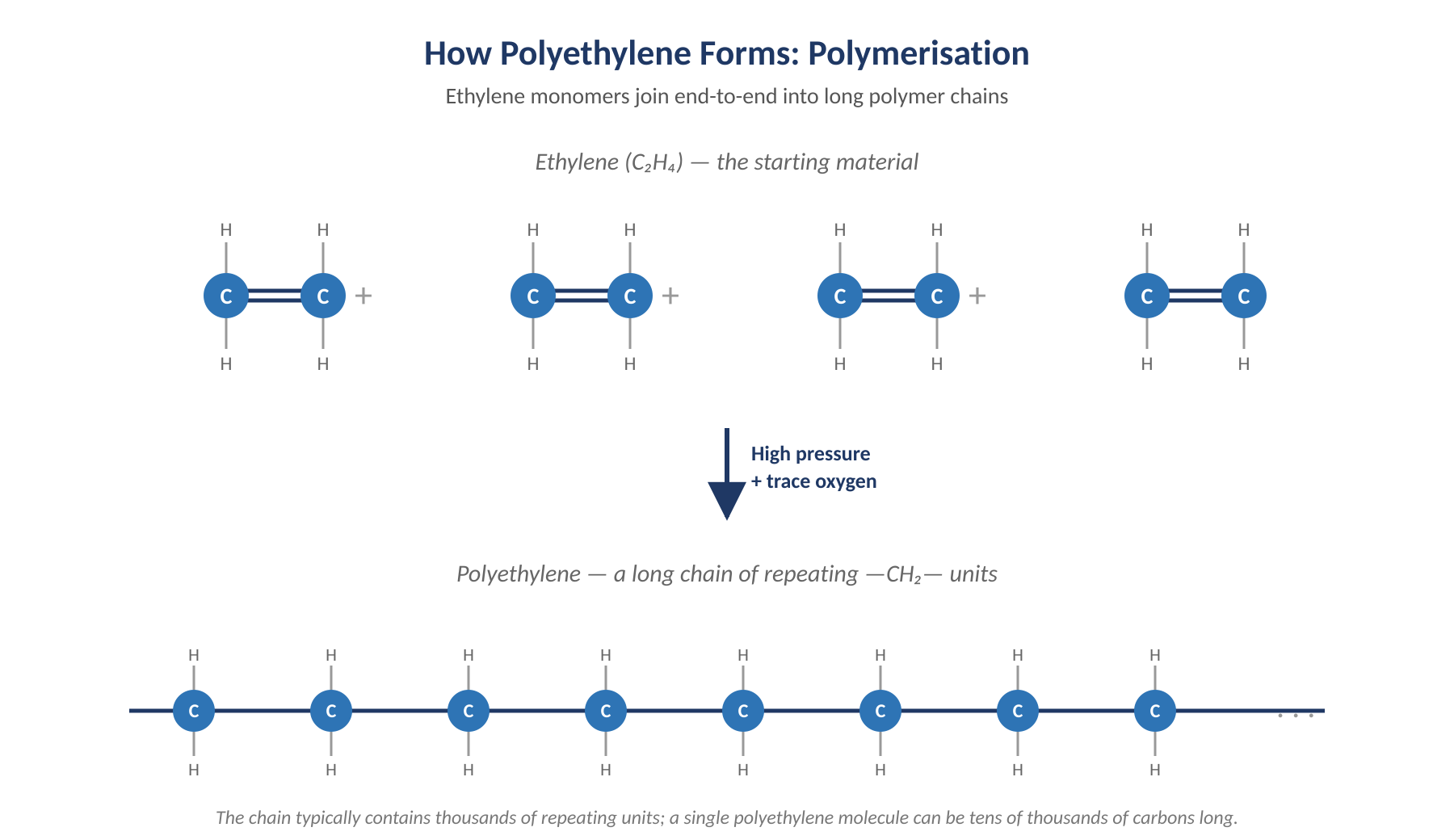 Ethylene monomers join end-to-end into long polyethylene chains.